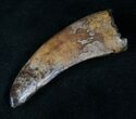 Nanotyrannus Tooth - Montana #13928-4